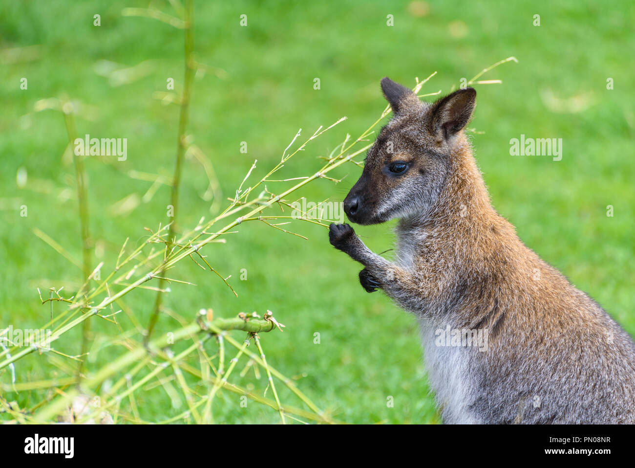 Un giovane wallaby alimentazione su steli di piante. Foto Stock