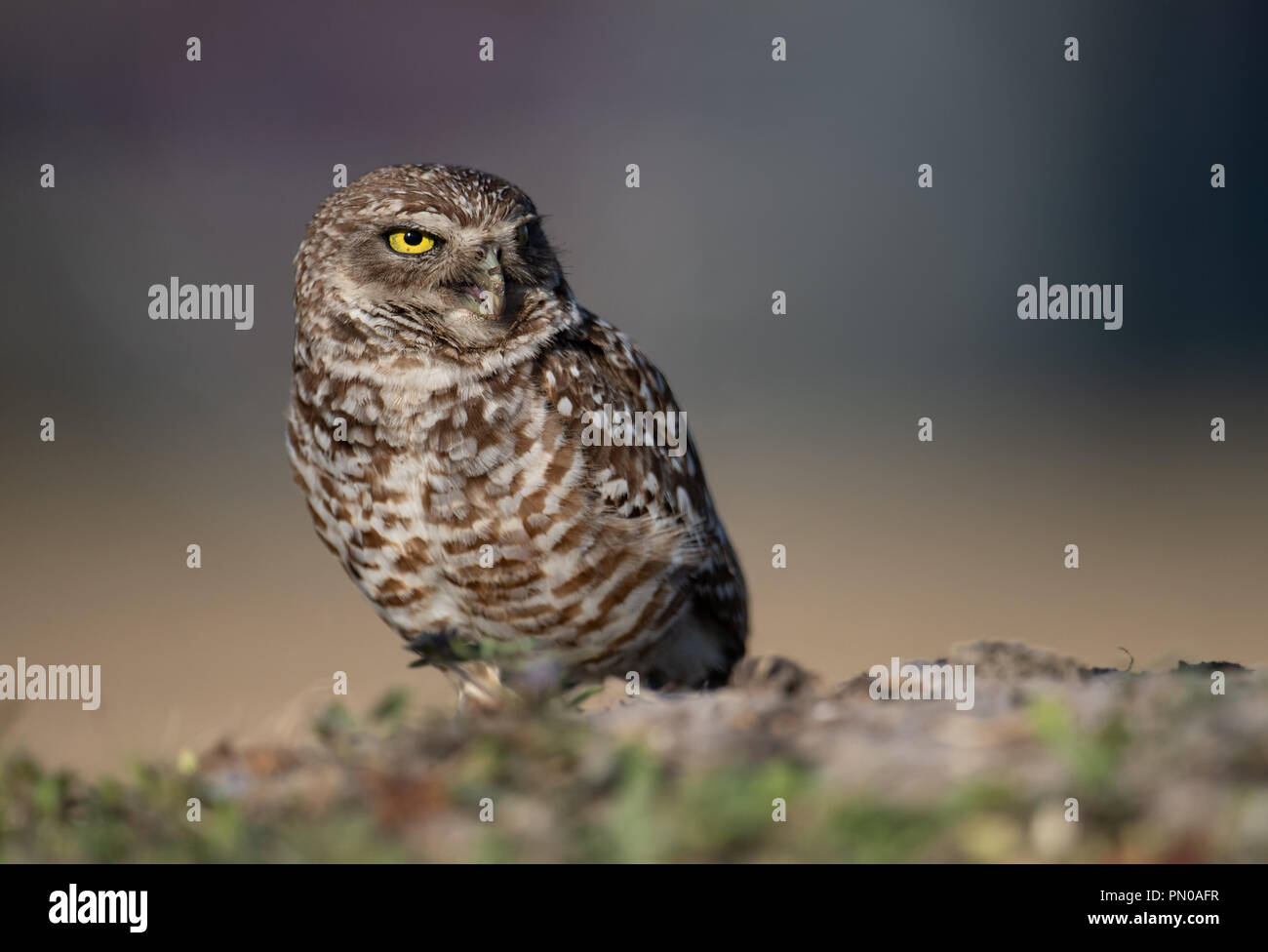 Scavando Il Gufo Foto Stock