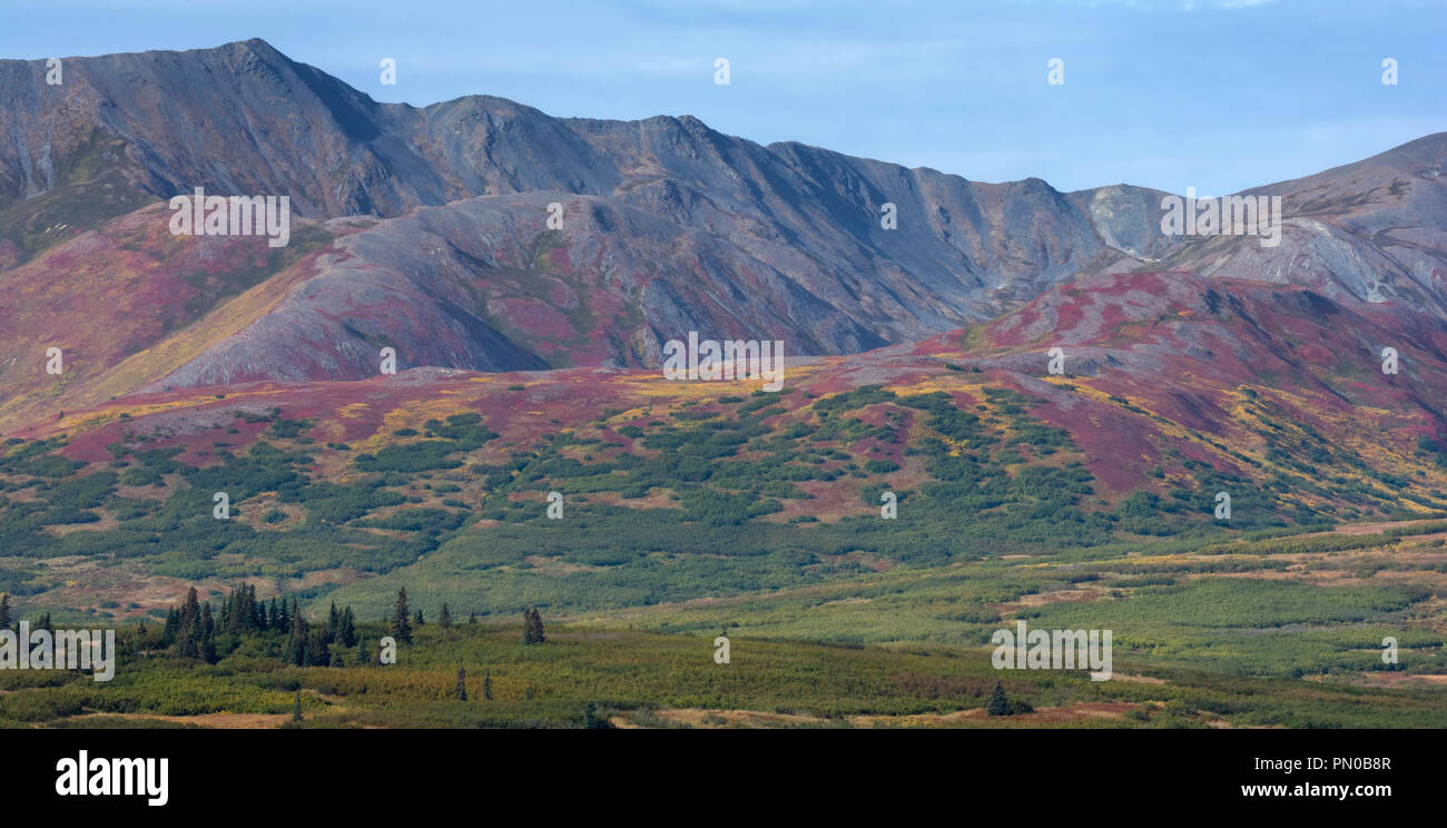 I colori dell'autunno blanket i ripidi fianchi di un Alaskan foothill come i vari vegitation cambiare i colori. Foto Stock