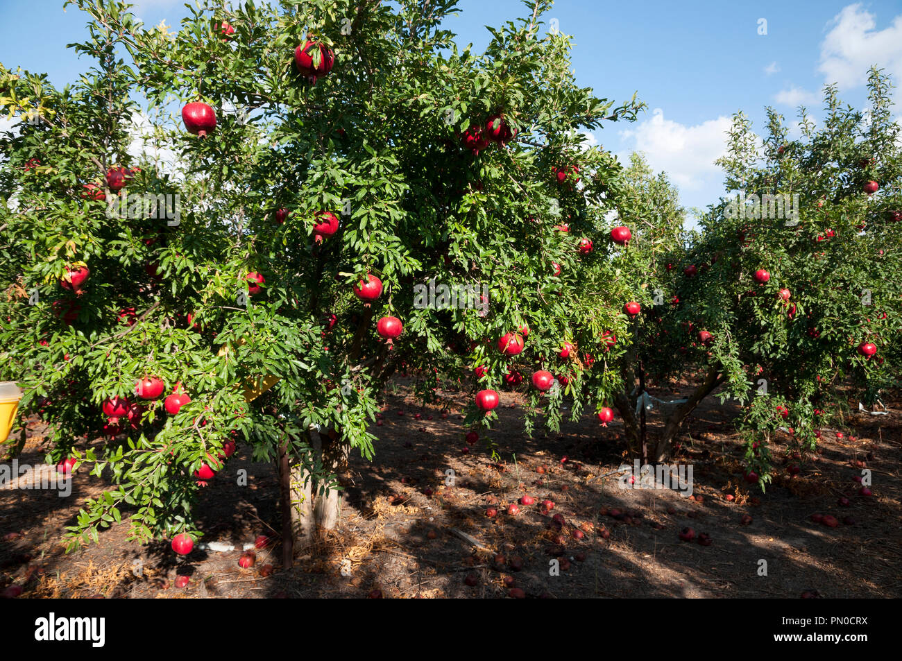 Melograno plantation Foto Stock