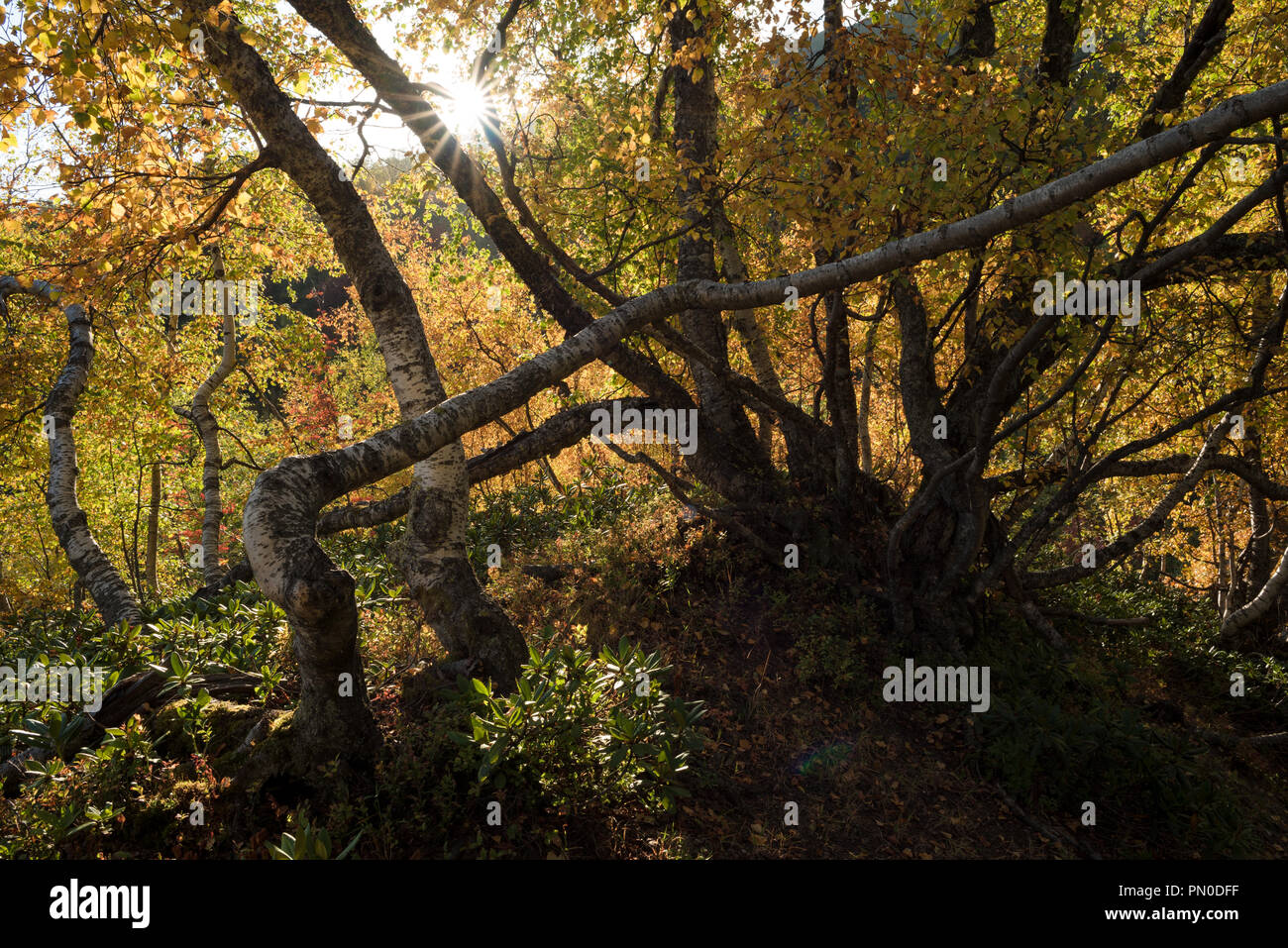 Foresta con caduta delle foglie. Giornata di sole in montagna. Paesaggio autunnale con raggi di sole tra i rami. Zemo Svaneti, Georgia Foto Stock