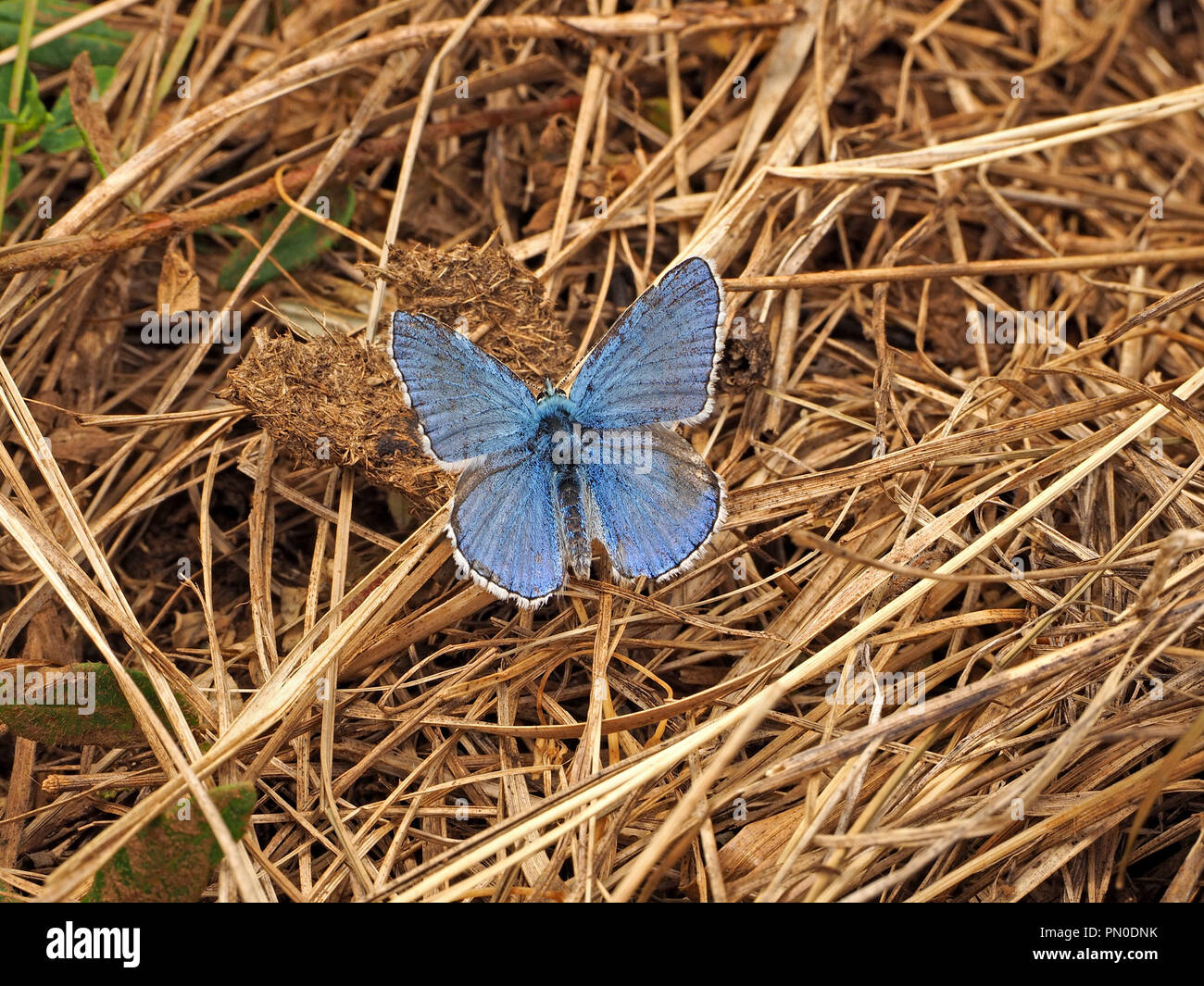 Comune di Blue Butterfly (Polyommatus icarus) appoggiato sulla paglia & erba Morta in Ariège Pyrénées, Francia Foto Stock