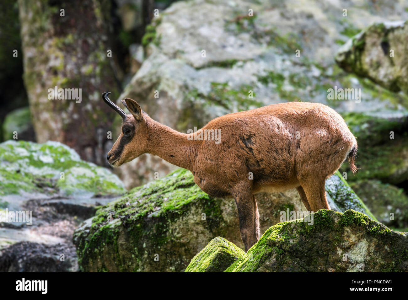 Camoscio dei Pirenei (Rupicapra pyrenaica) rovistando tra rocce nella foresta sul pendio della montagna dei pirenei Foto Stock