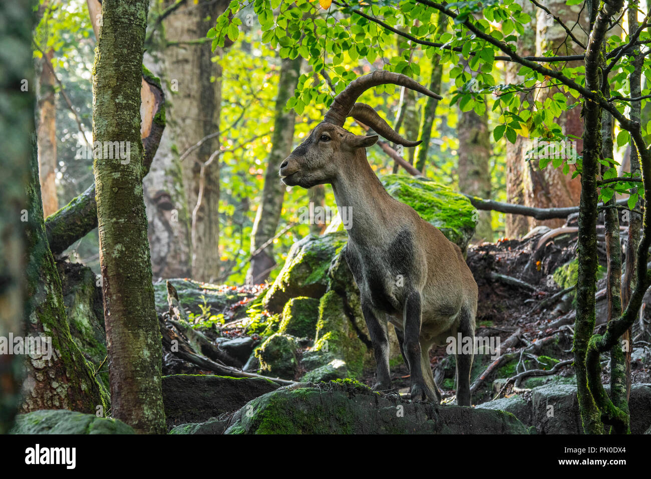 Iberian ibex / spagnolo di stambecco (Capra pyrenaica) maschio rovistando tra rocce nella foresta sul pendio della montagna Foto Stock