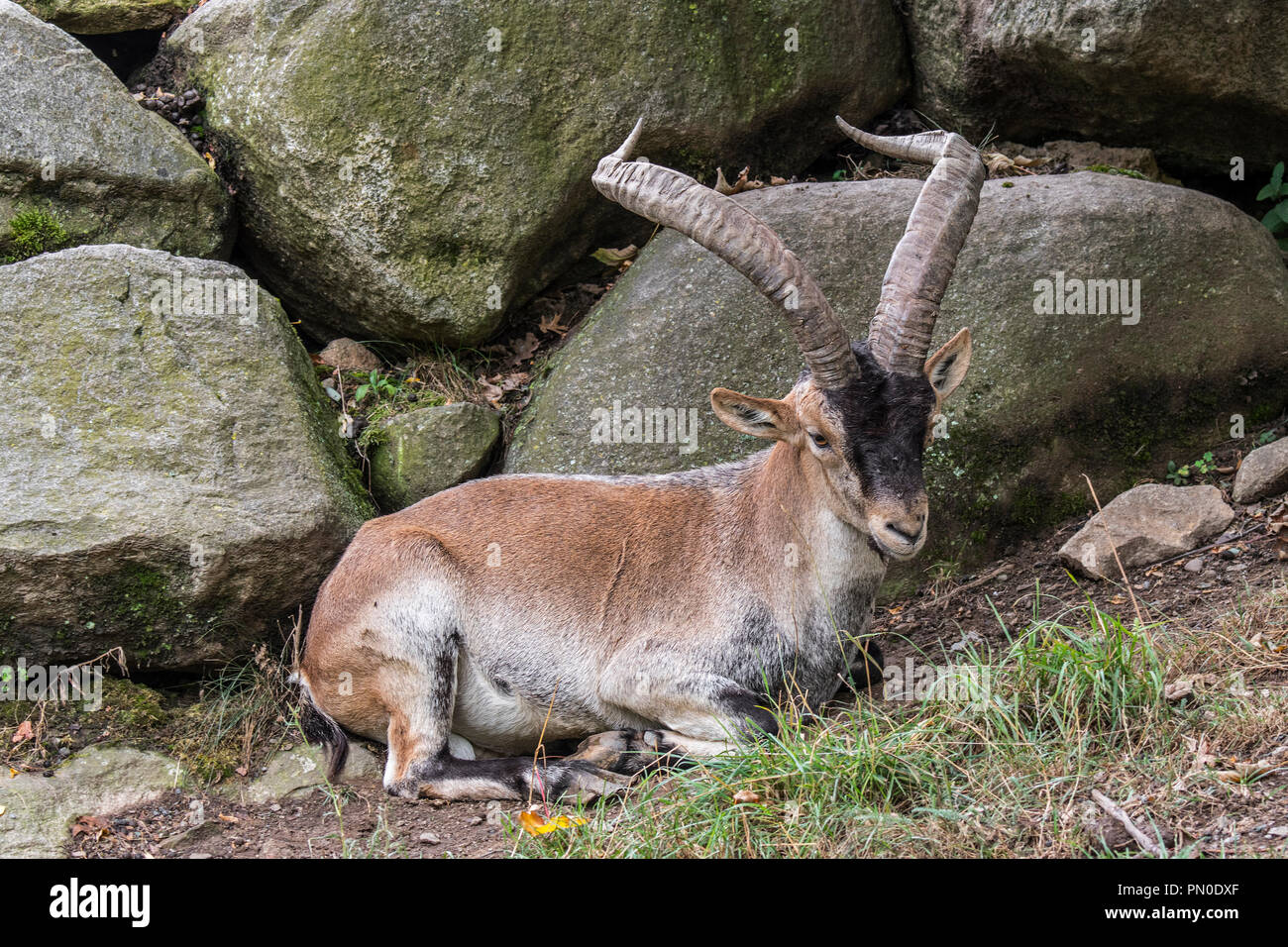 Iberian ibex / spagnolo di stambecco (Capra pyrenaica) con grandi corna in appoggio tra rocce sul pendio di montagna Foto Stock