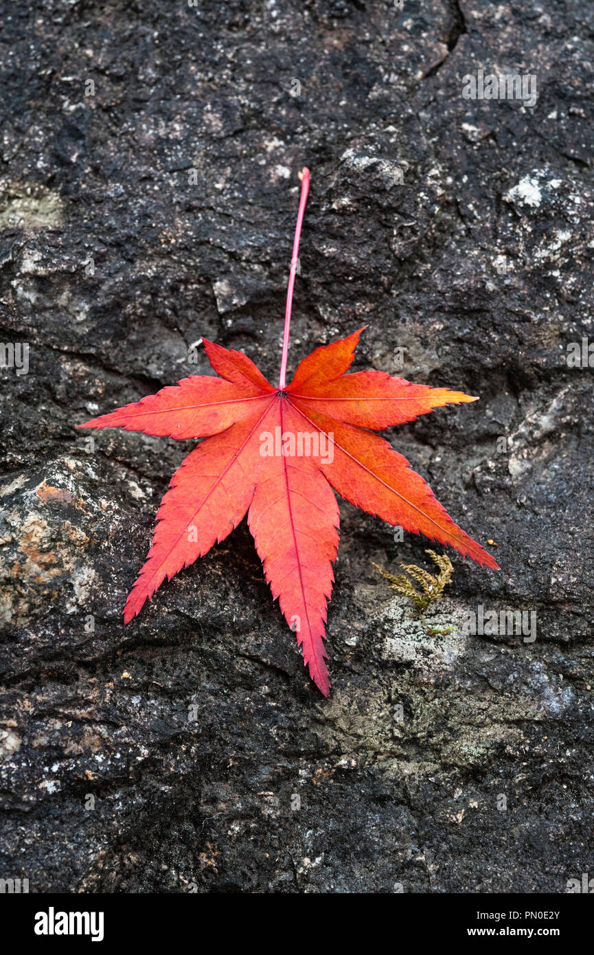 Colore di autunno a Kyoto, in Giappone. Un singolo red maple leaf su una roccia nel giardino di un tempio zen Foto Stock