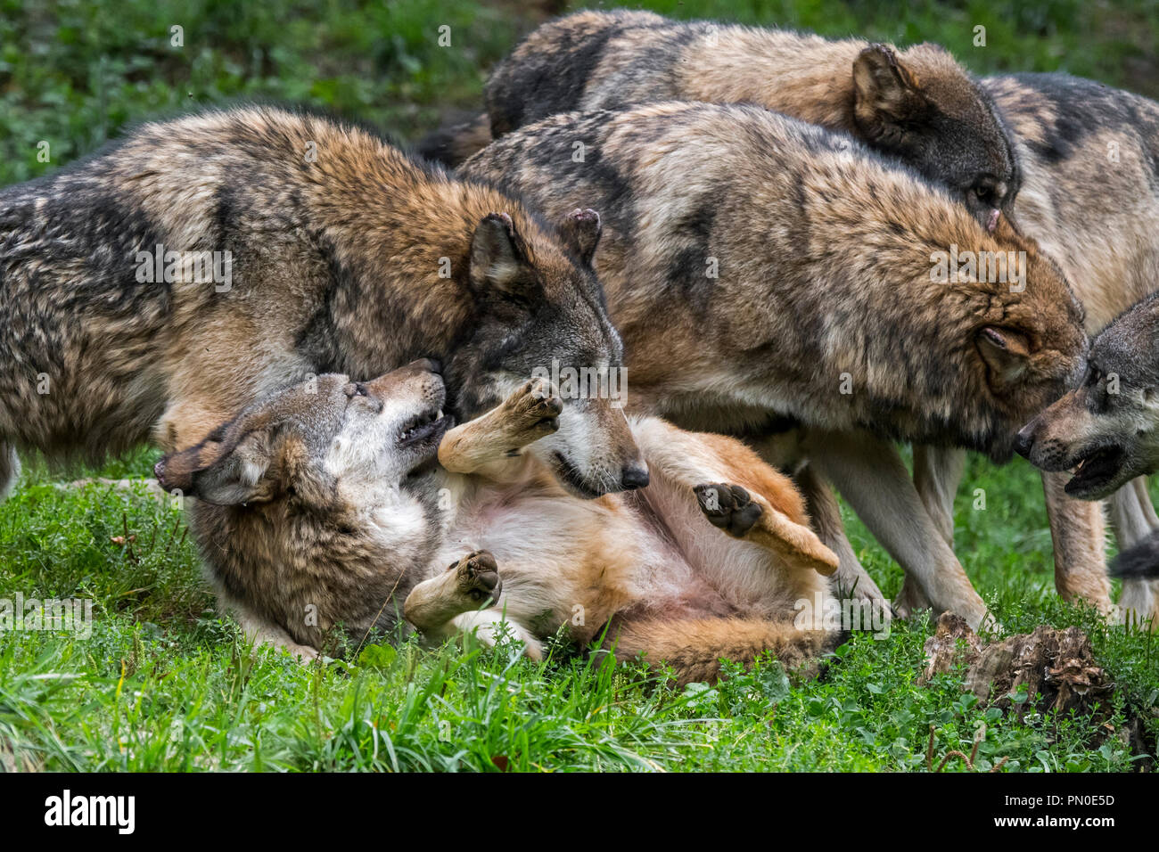 Sottomesso lupo (Canis lupus) laminazione sulla sua schiena tra lupo grigio pack membri Foto Stock