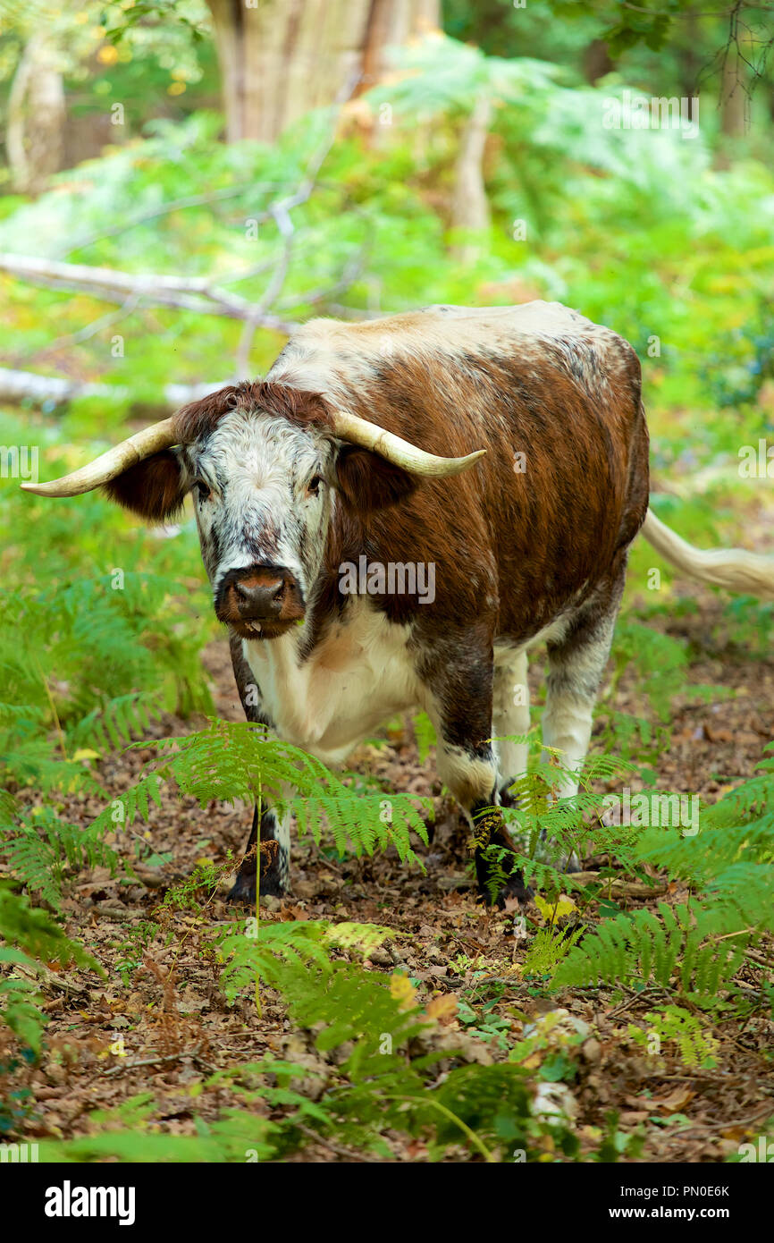 Inglese Longhorn il pascolo del bestiame nelle profondità della Foresta di Sherwood Foto Stock