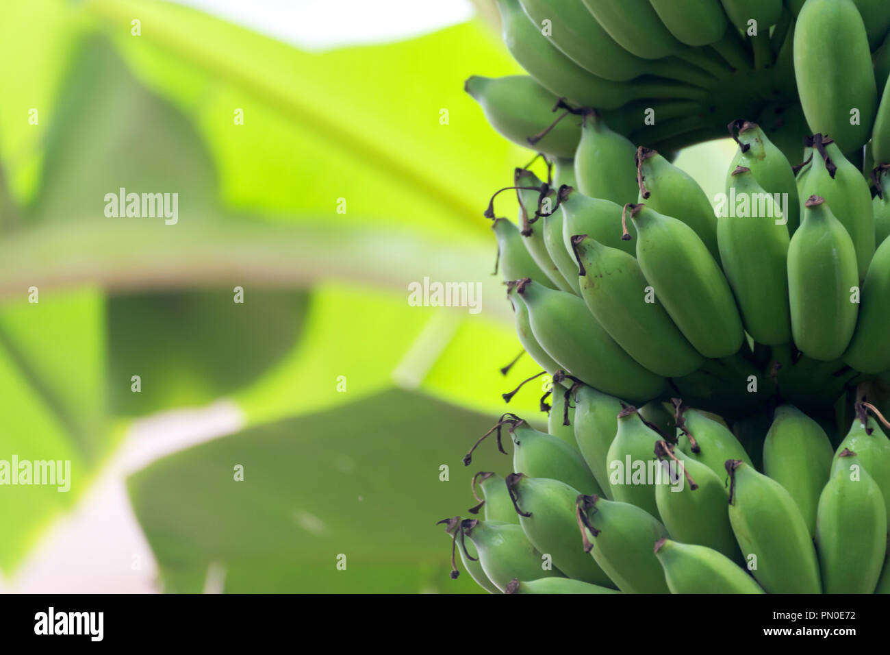 Albero di banana con acerbi materie banane verdi grappoli maturano crescente sulla piantagione di banane organico farm. alimentare e agricolo di concetto. Foto Stock