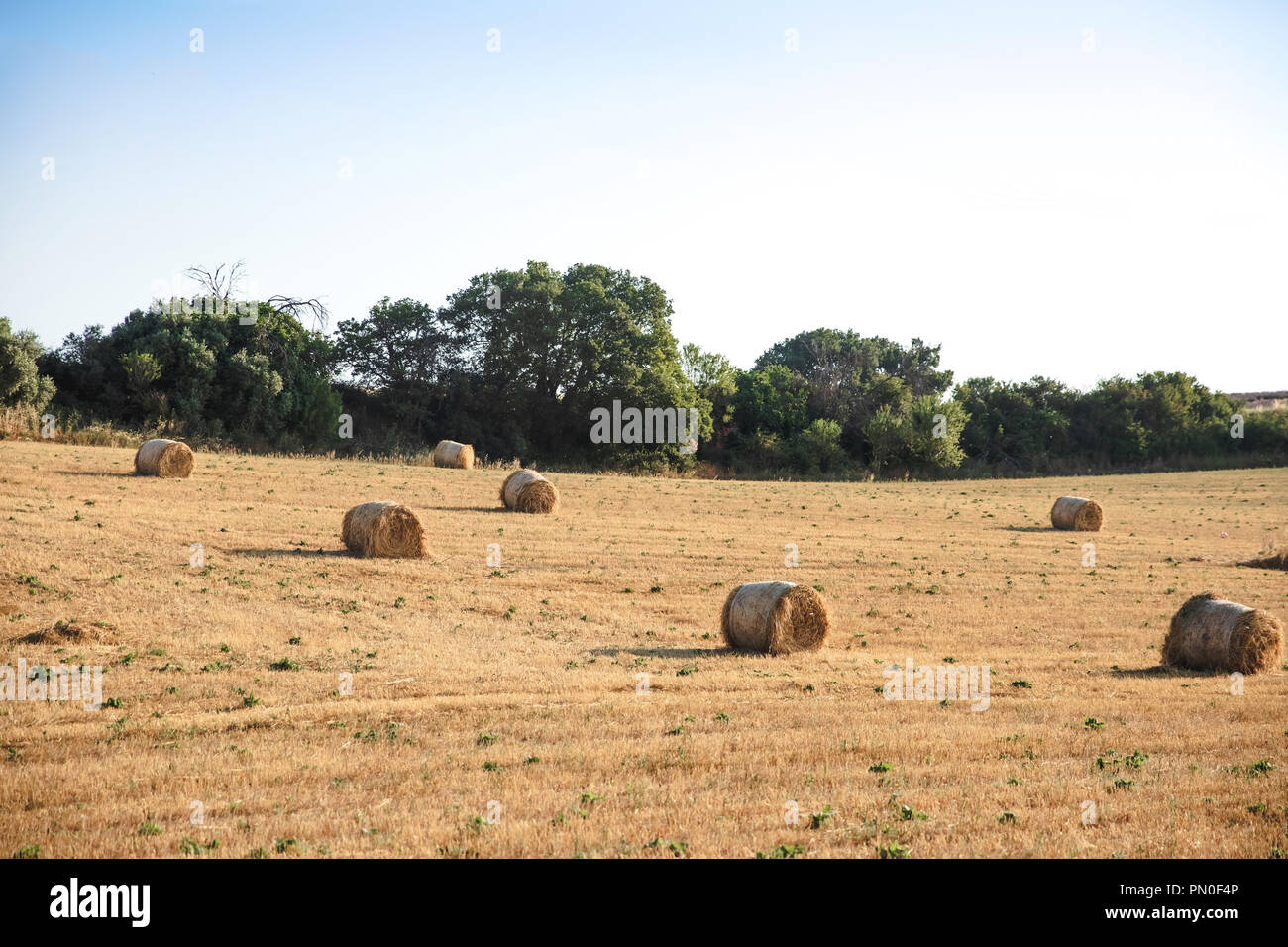 Il fieno secco balle sul settore agricolo in Provenza, Francia Foto Stock