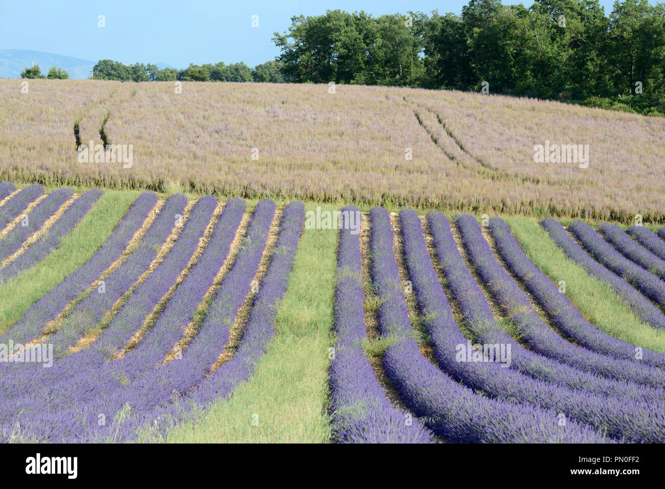 Filari di piante di lavanda & campo di Clary o salvia sclarea, salvia sclarea, sull'altopiano di Valensole Provence Francia Foto Stock