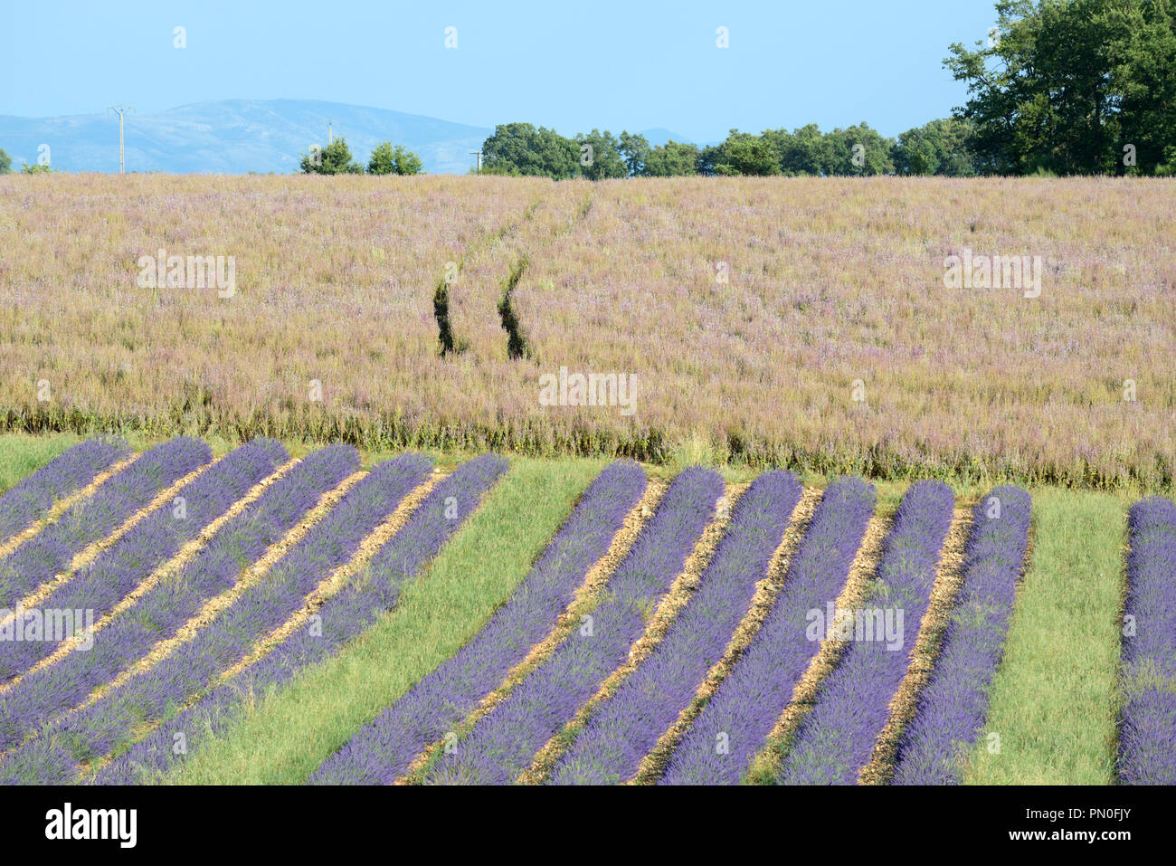 Filari di piante di lavanda & campo di Clary o salvia sclarea, salvia sclarea, sull'altopiano di Valensole Provence Francia Foto Stock