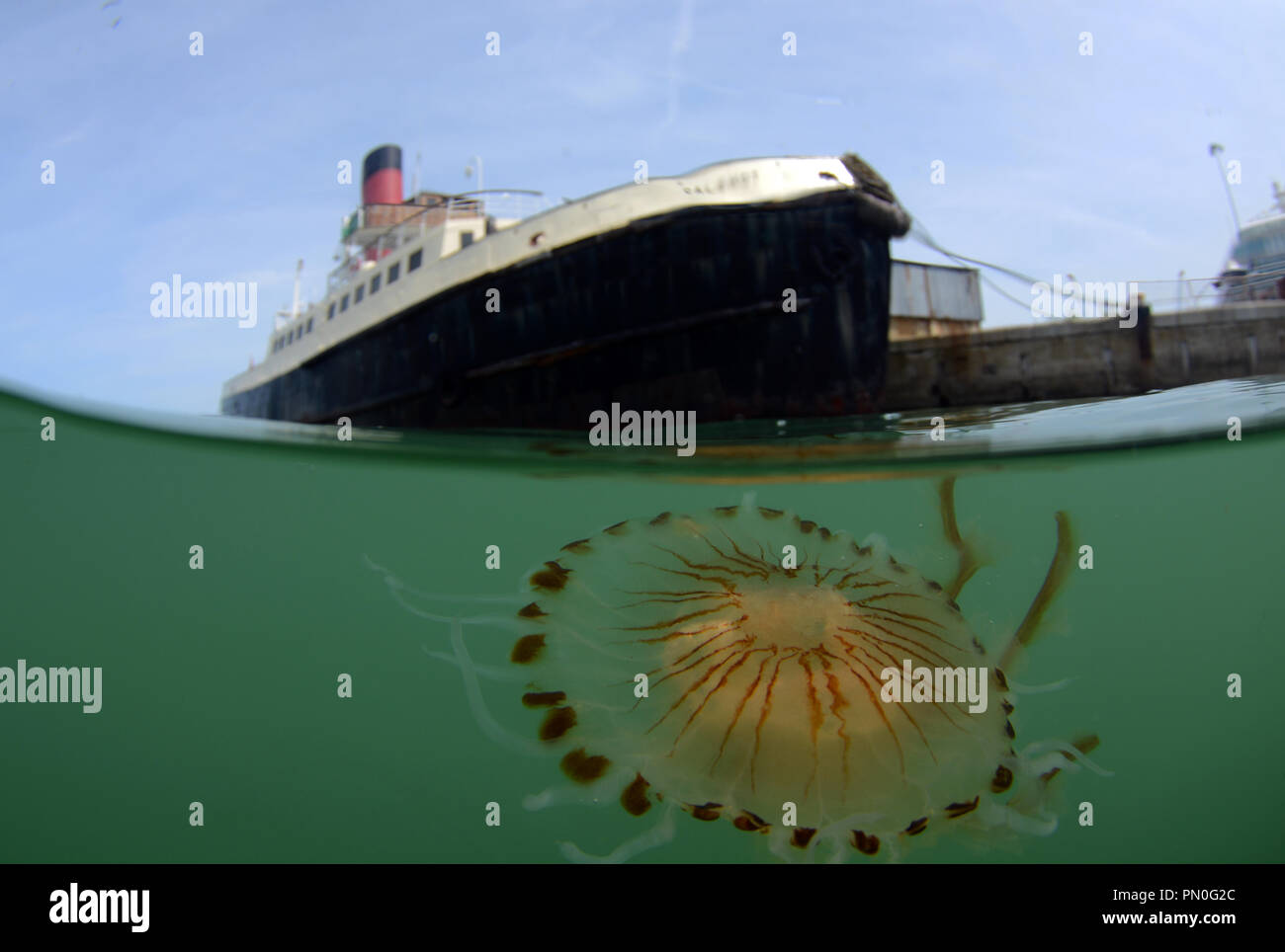 A livello diviso colpo di una bussola meduse nel Porto di Southampton nei pressi del centro storico di nave a vapore il Calshot. Foto Stock