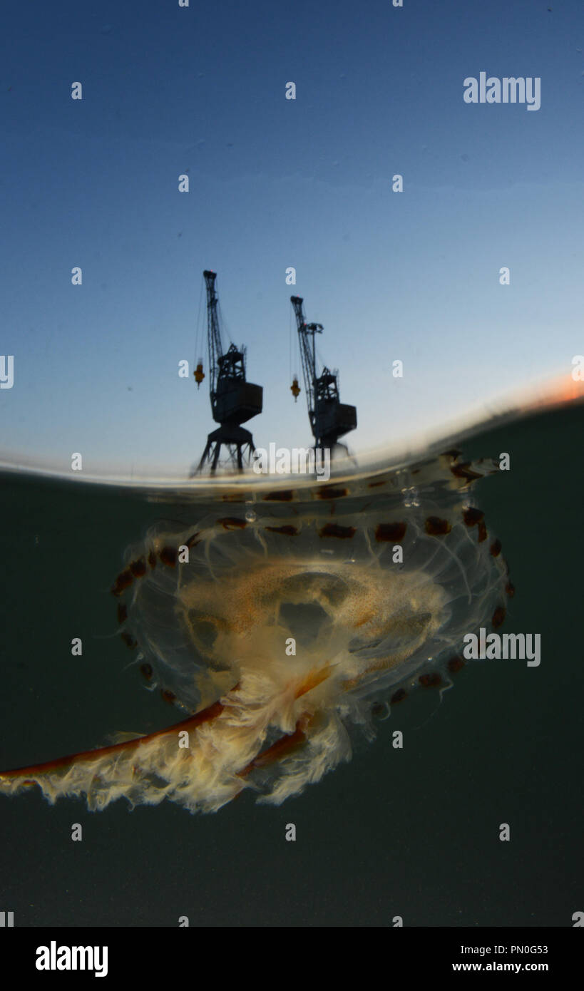 A livello diviso colpo di una bussola meduse nel Porto di Southampton al tramonto Foto Stock