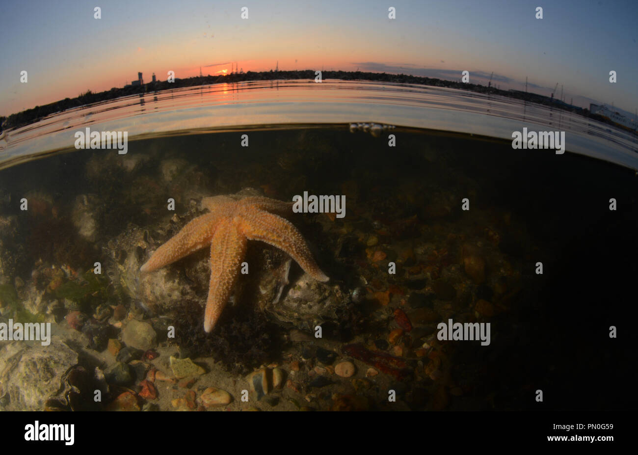 A livello diviso colpo di una comune stella di mare al tramonto in Southampton acqua (a Marchwood), Hampshire Foto Stock