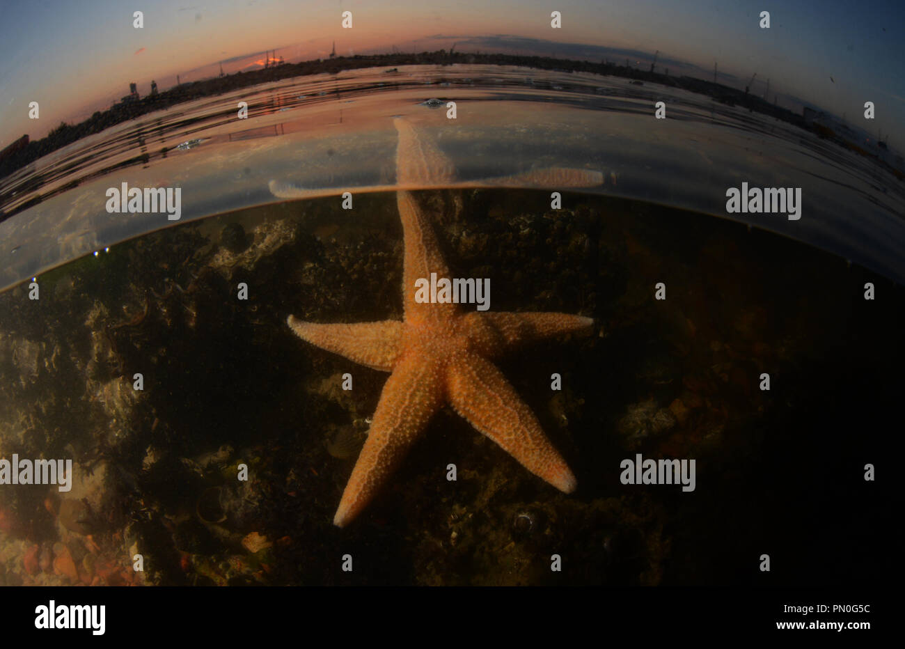 A livello diviso colpo di una comune stella di mare in acqua di Southampton Solent (regione, Hampshire) al tramonto. Foto Stock