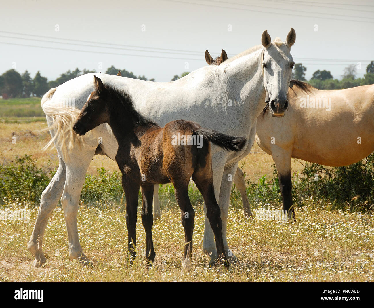 Cavallo lusitano, una portoghese di razza pura. Herdade da Barroca d' Alva, Alcochete. Portogallo Foto Stock