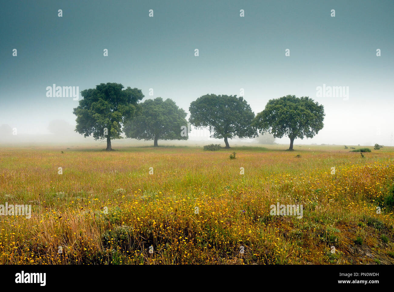 Lecci in Trás-os-Montes in una nebbiosa giornata. Azinhoso, Portogallo Foto Stock