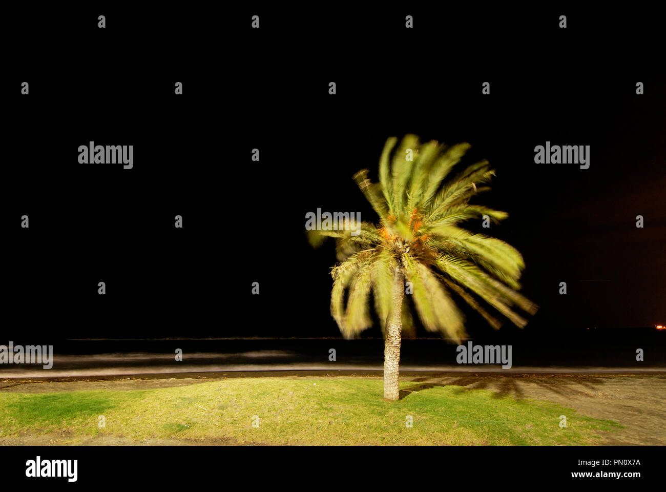 Le palme di notte. Malaga, Spagna Foto Stock