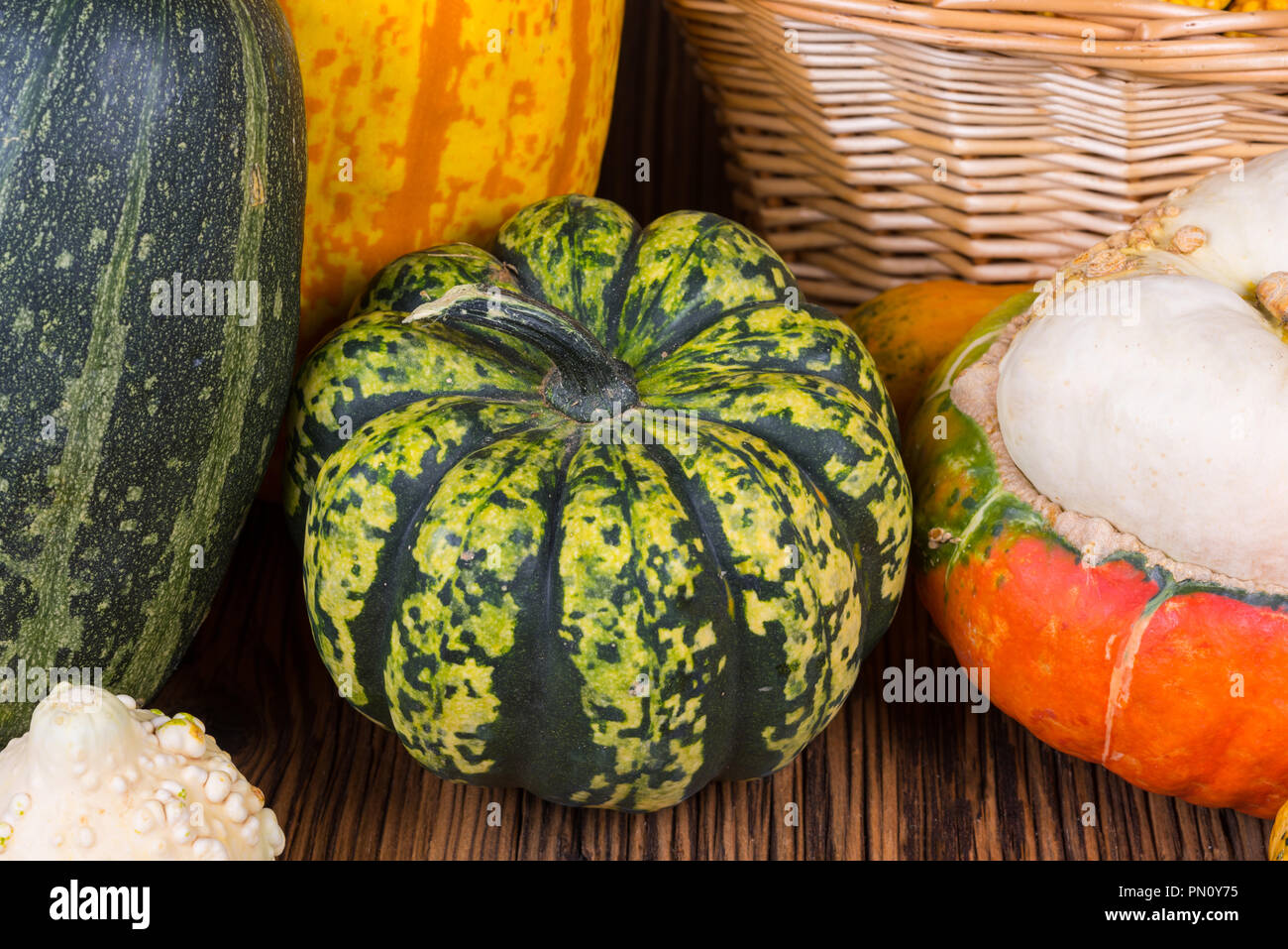 Primo piano di una zucca Gorgonzola davanti alle altre varietà di zucche su un rustico sfondo di legno Foto Stock