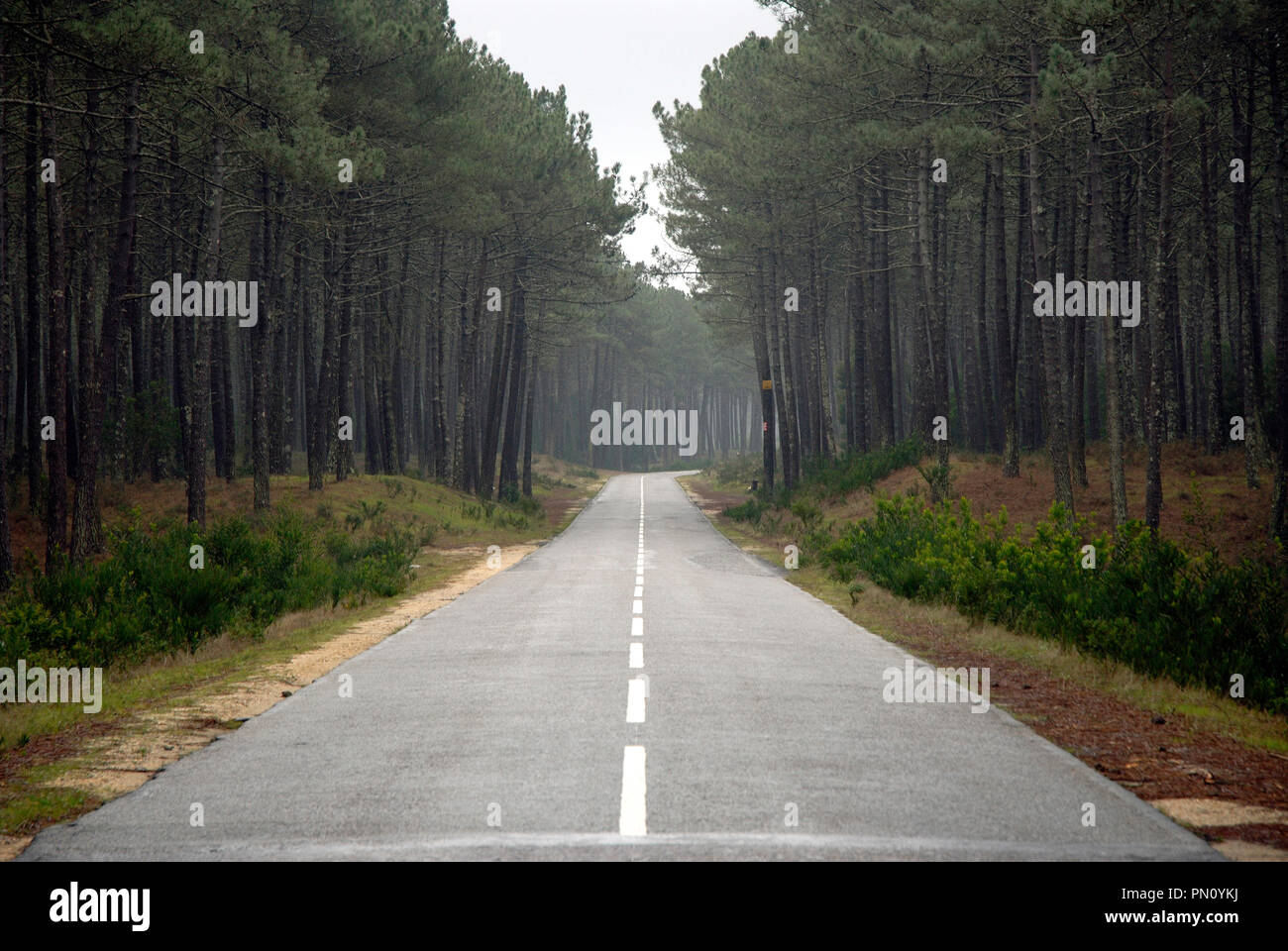 Foreste nazionali a Furadouro. Portogallo Foto Stock