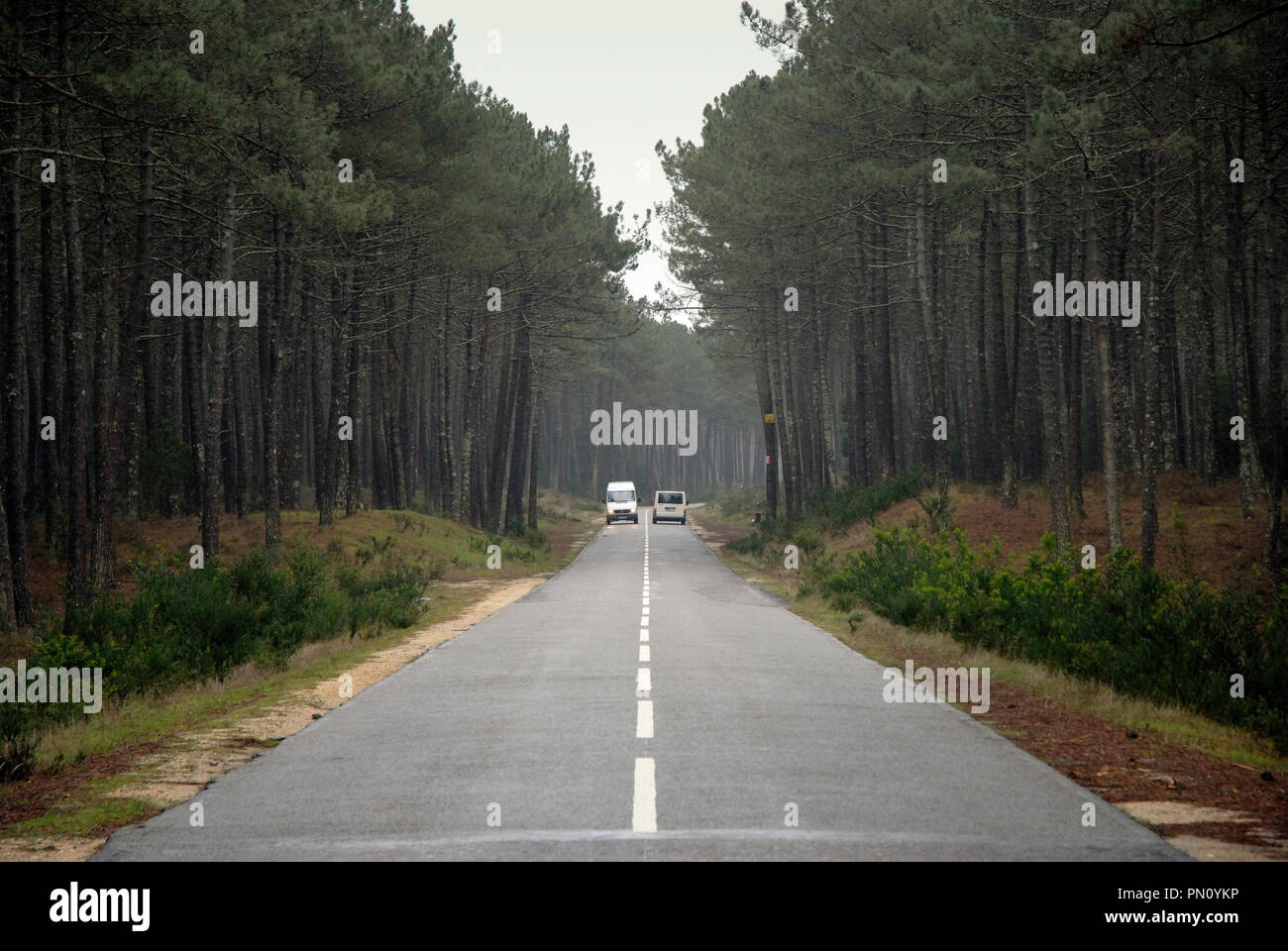 Foreste nazionali a Furadouro. Portogallo Foto Stock