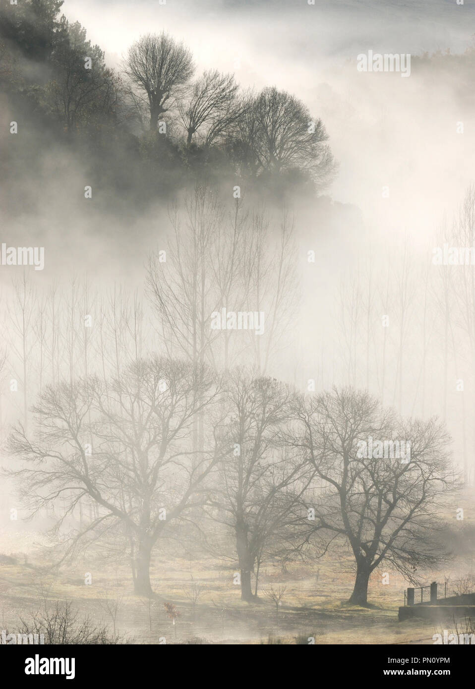 Alberi di castagno in un giorno di nebbia. Montesinho Natura Park, Trás-os-Montes, Portogallo Foto Stock