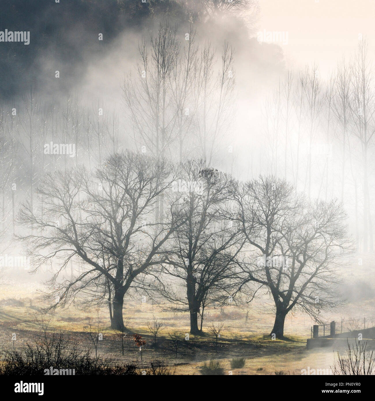 Alberi di castagno in un giorno di nebbia. Montesinho Natura Park, Trás-os-Montes, Portogallo Foto Stock