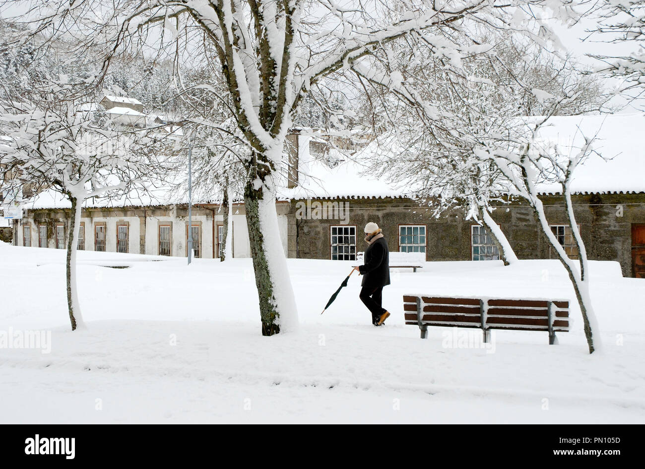 Gli alberi in un giorno di neve, Montalegre. Tras os Montes, Portogallo Foto Stock