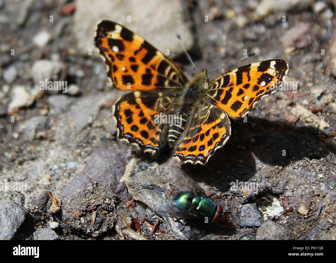 Bel colore arancione farfalla posata sul terreno Foto Stock
