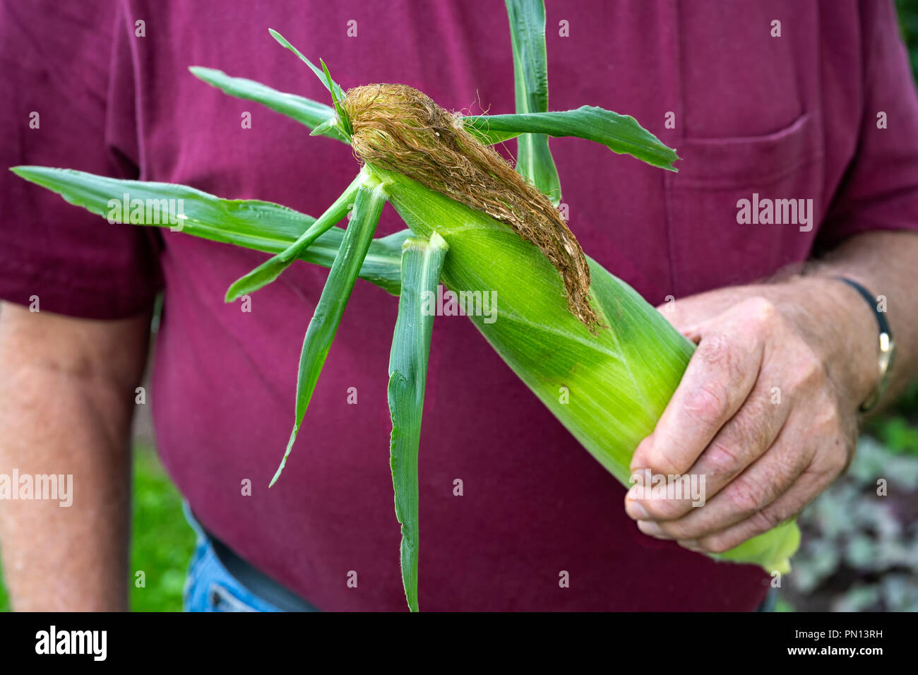 L'uomo tenendo un appena raccolto spiga del granoturco dolce. Foto Stock