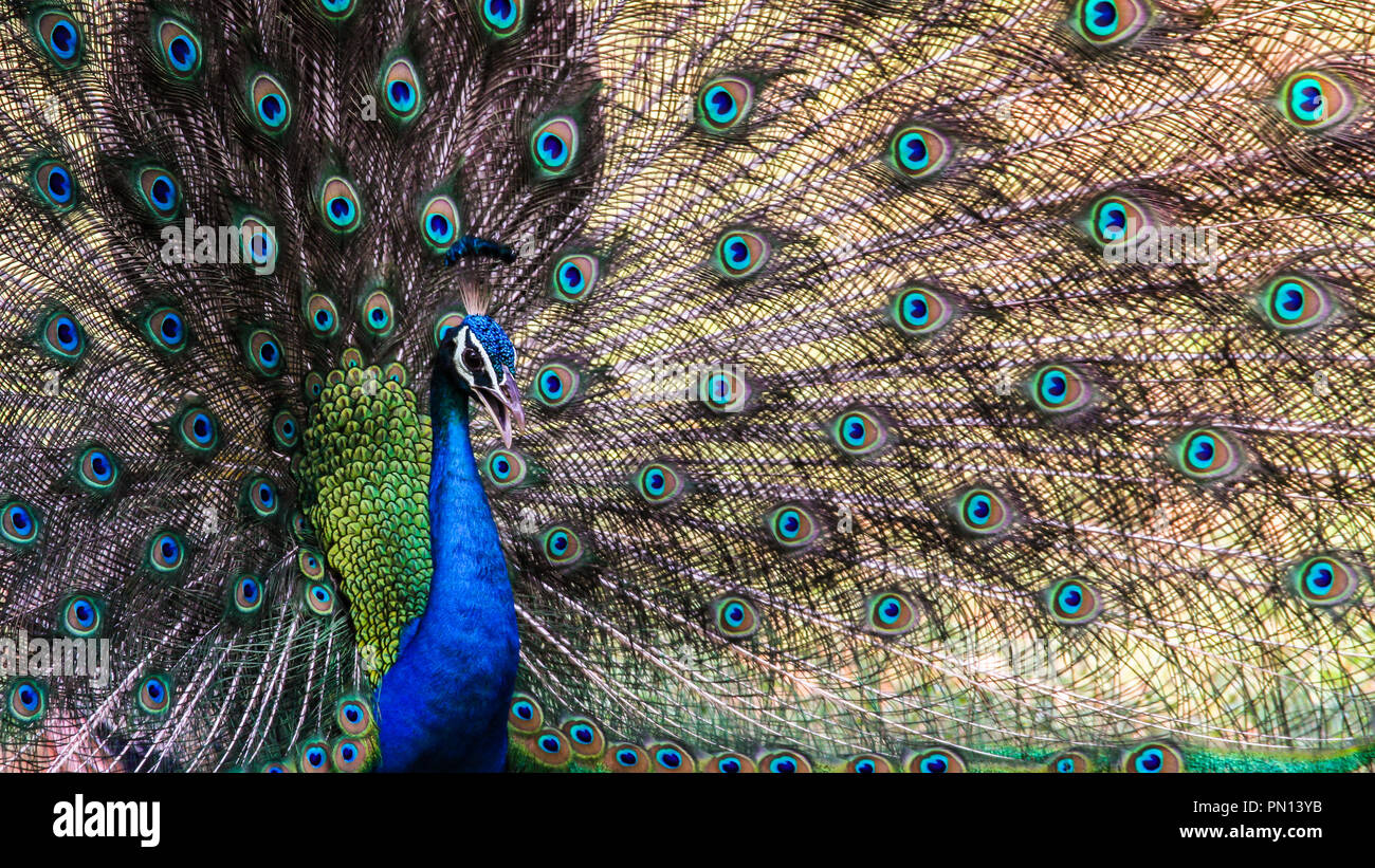 Visualizzazione di un indiano Peafowl a Udawalwa parco nazionale, Foto Stock