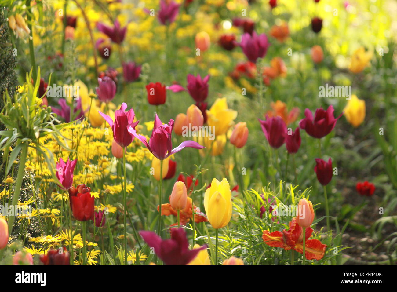 Letto di fiori di tulipani colorati in una giornata di sole in un giardino. Tulipa. Foto Stock