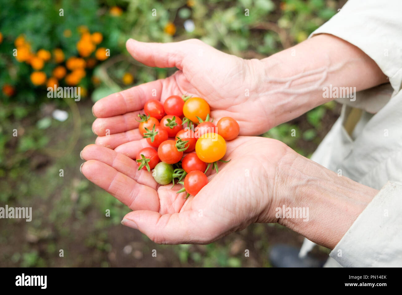 Una femmina di giardiniere nei suoi anni settanta 70 contiene una manciata di sungold pomodori e Matt selvaggio di pomodori ciliegia crebbe nel suo orto. Foto Stock