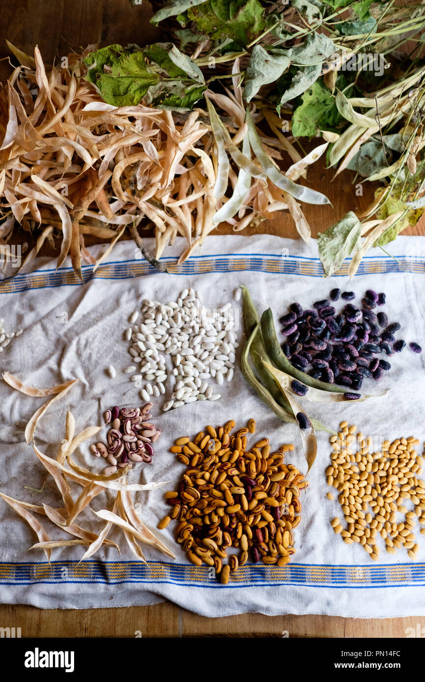 Sgranare i fagioli dopo la raccolta tra cui fagioli cannellini, scarlatto i baccelli, giallo donna indiana fagioli e occhio di tigre sgranare i fagioli disposti su un Foto Stock