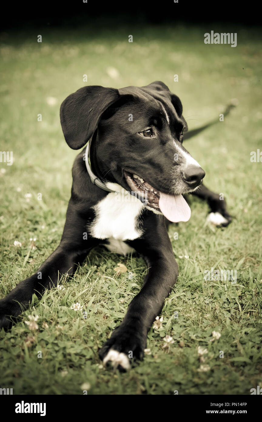 Cane nero giacente sull'erba con la lingua di fuori Foto Stock