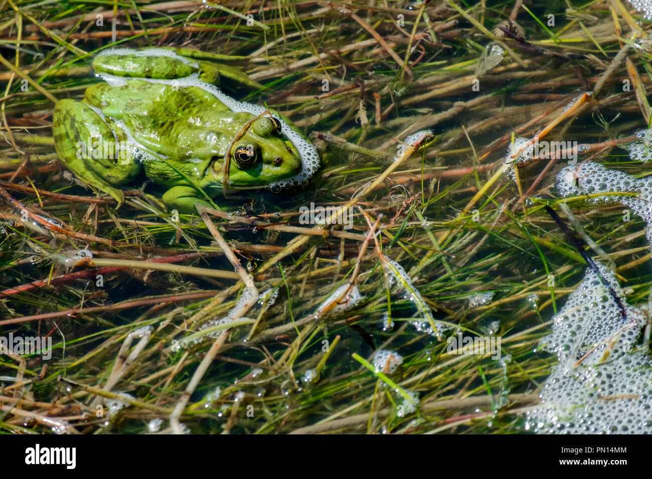 Verde brillante rana di palude si siede nelle alghe del lago (Pelophylax ridibundus) Foto Stock