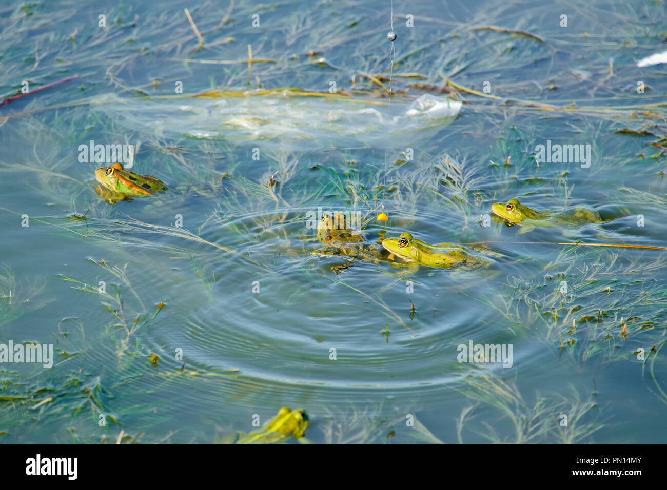 Colore verde brillante marsh rane guarda il chicco di mais su un amo da pesca (Pelophylax ridibundus) Foto Stock