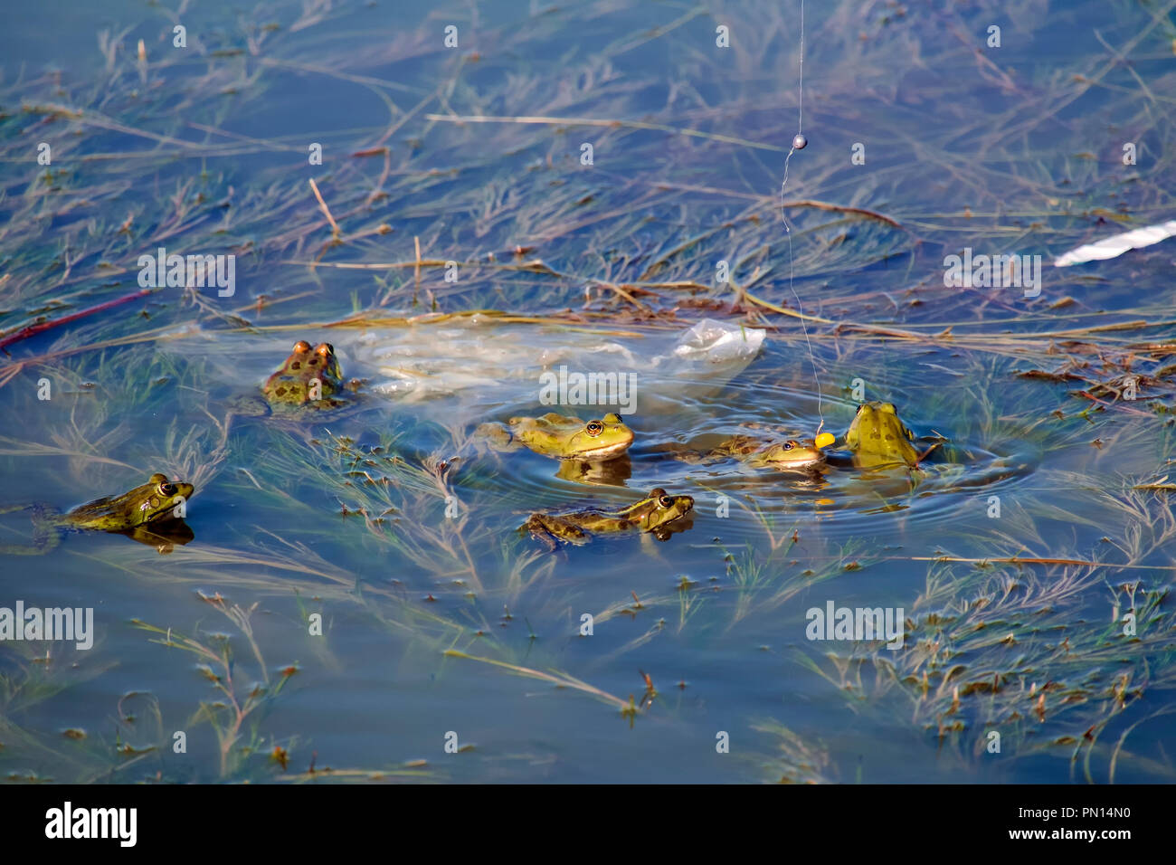 Colore verde brillante marsh rane guarda il chicco di mais su un amo da pesca (Pelophylax ridibundus) Foto Stock