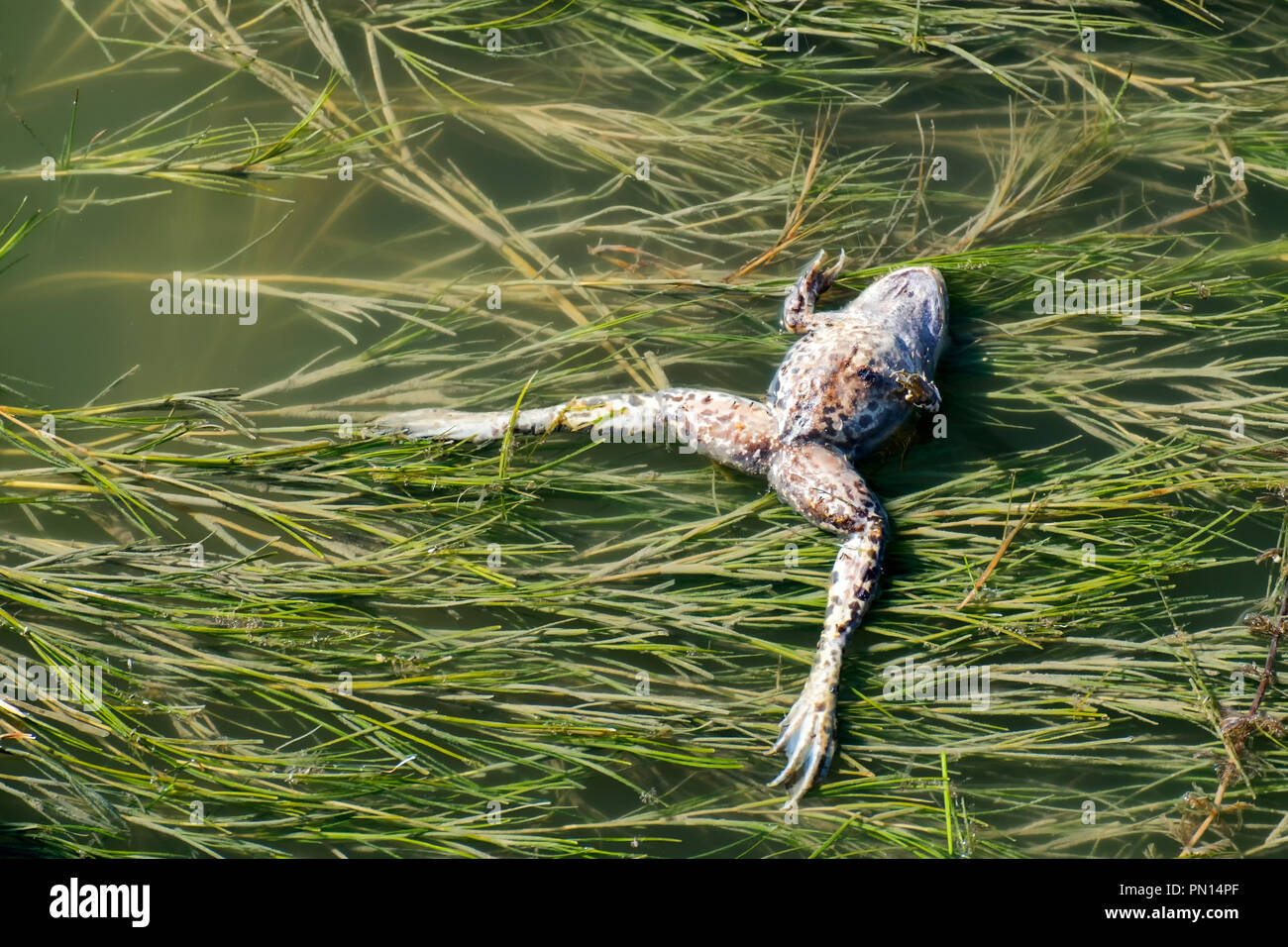 Rana morti galleggiare sulla superficie di acqua (Pelophylax ridibundus) Foto Stock