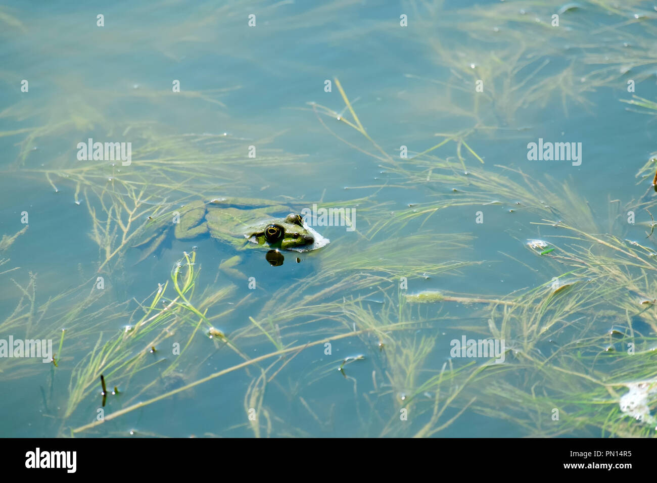 Verde rana di palude fatta galleggiare fuori dall'acqua (Pelophylax ridibundus) Foto Stock