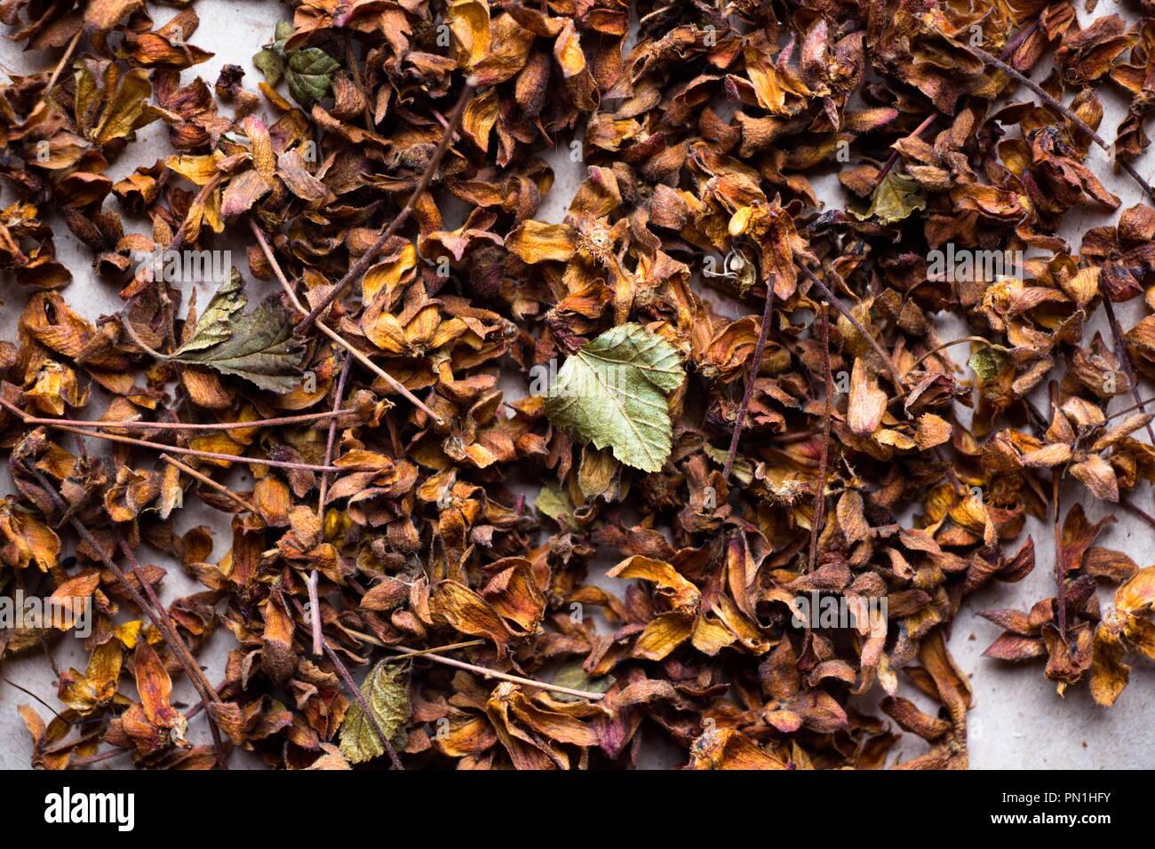 Frutti di bosco essiccati cloudberry. Essi sono utilizzati per i raffreddori, esse sono prodotte con tè al fine di tenere in caldo. Molto utile e hanno un sacco di vitamine Foto Stock