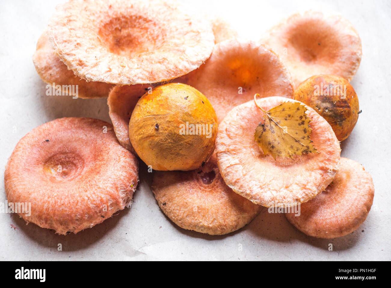 I funghi freschi, chiamato onda rosa, giacciono su di una superficie di carta. Tra i funghi si trova una foglia di colore giallo e di altri tipi di funghi. Questi sono molto saporiti funghi per Foto Stock