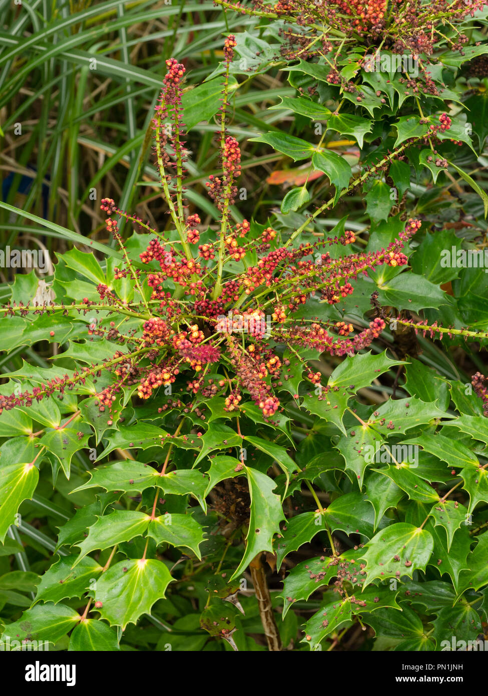 Spuntato colore rosso giallo terminale fiorito racemi di hardy evergreen, autunno inverno fioritura arbusto, Mahonia nitens "Cabaret" Foto Stock