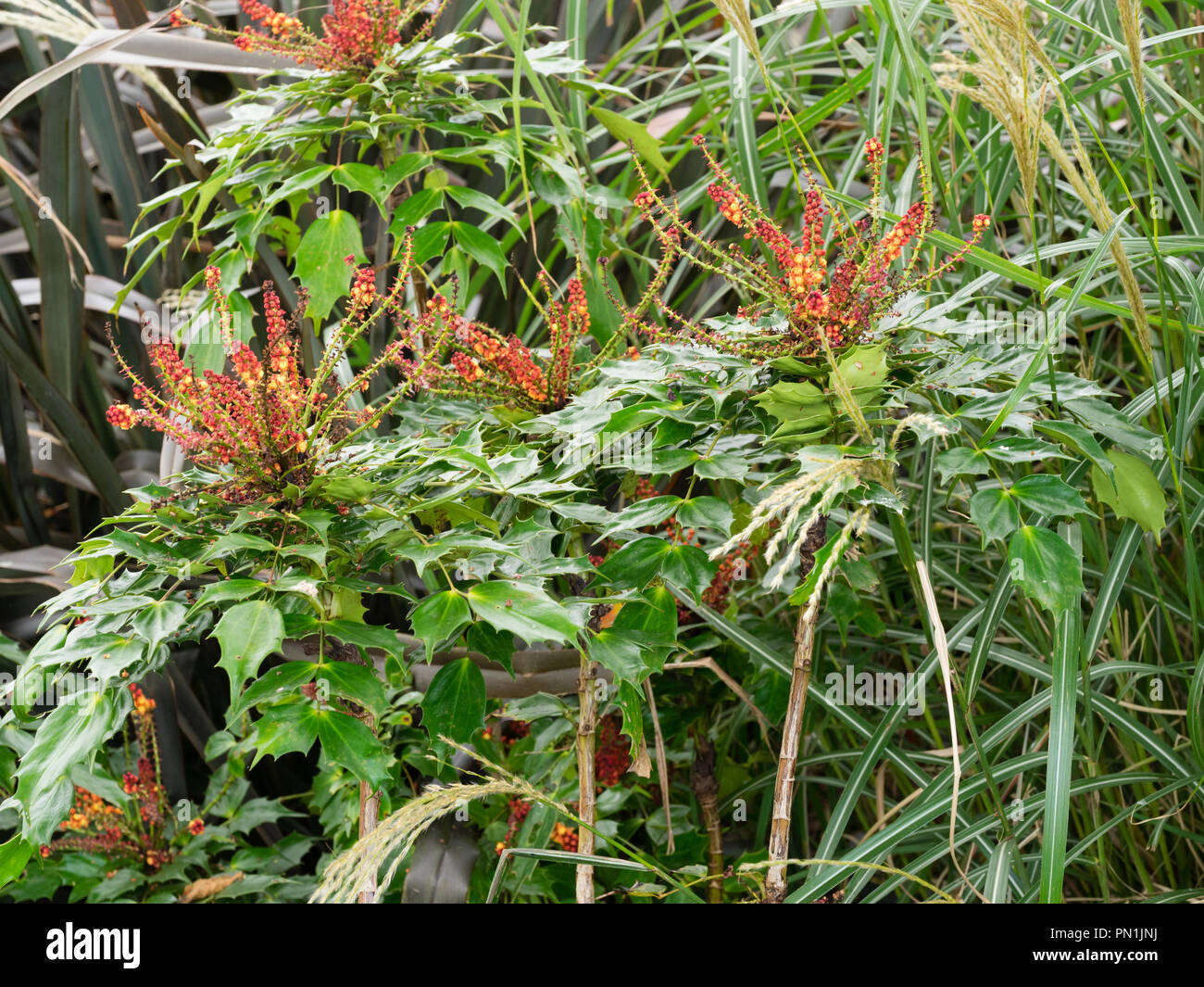 Spuntato colore rosso giallo terminale fiorito racemi di hardy evergreen, autunno inverno fioritura arbusto, Mahonia nitens "Cabaret" Foto Stock
