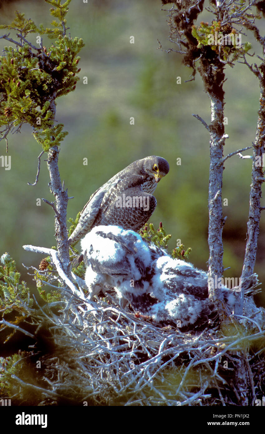 Femmina adulta gyrfalcon (Falco rusticolus) con i giovani nel nido vicino Lago di coregone bianco nella parte superiore del Fiume Thelon il drenaggio in Northwest Territories, Cana Foto Stock