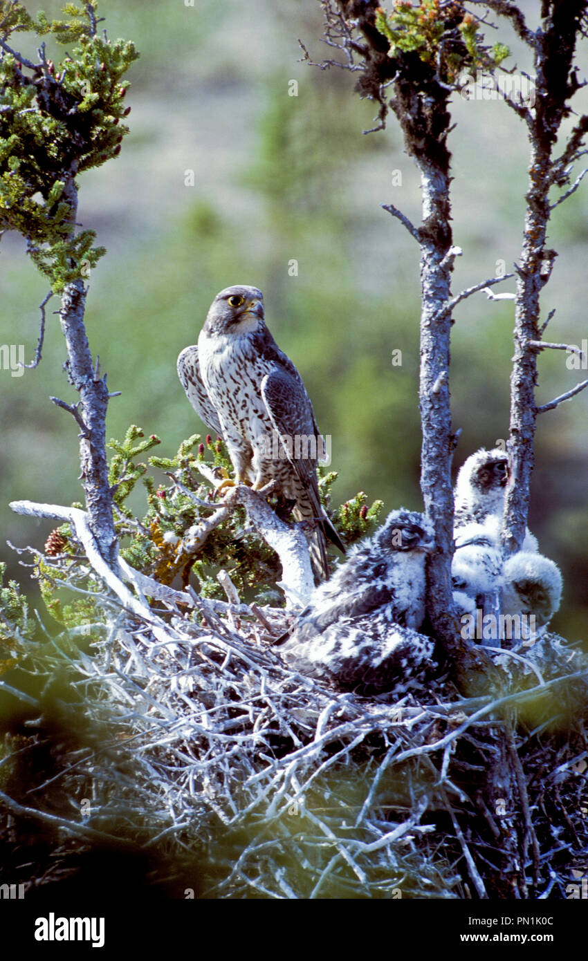 Femmina adulta gyrfalcon (Falco rusticolus) con i giovani nel nido vicino Lago di coregone bianco nella parte superiore del Fiume Thelon il drenaggio in Northwest Territories, Cana Foto Stock