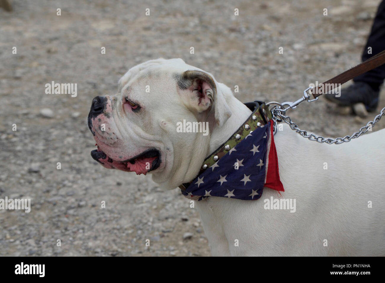 Profilo di un bulldog su un conduttore esterno, indossando un American bandana neckerchief. Foto Stock