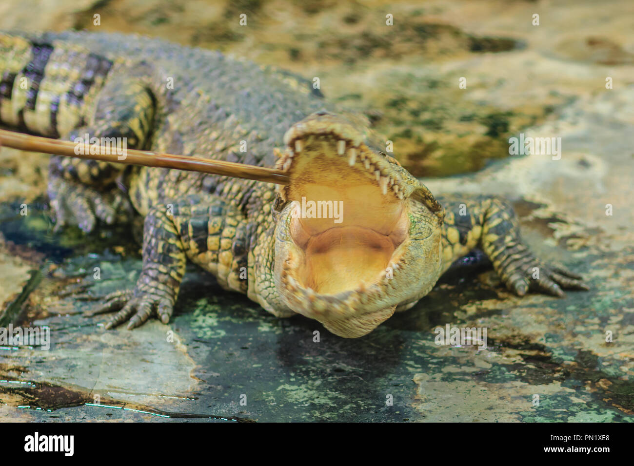 Il coccodrillo è arrabbiato e aprire le ganasce pronto per colpire Foto Stock