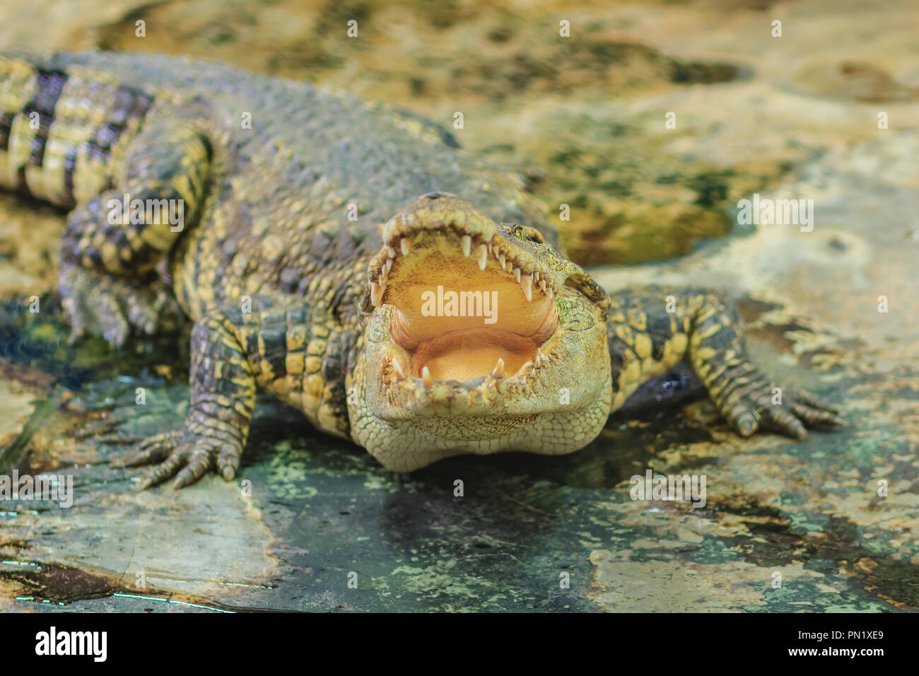 Il coccodrillo è arrabbiato e aprire le ganasce pronto per colpire Foto Stock